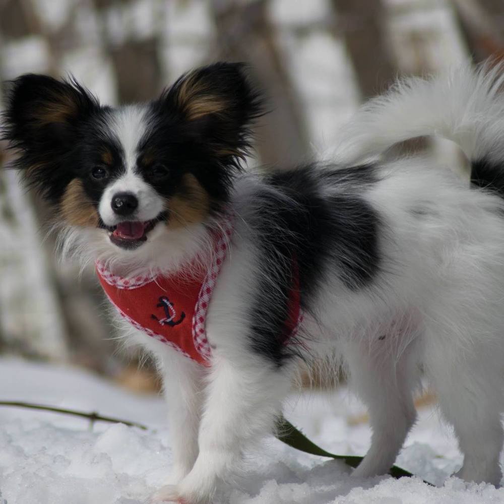 Meet your Posher, Carol
